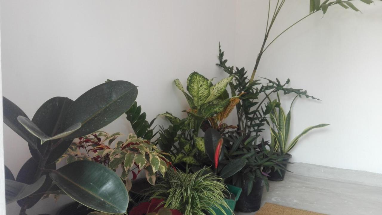 Mango Roots Apartment Gampaha Ngoại thất bức ảnh